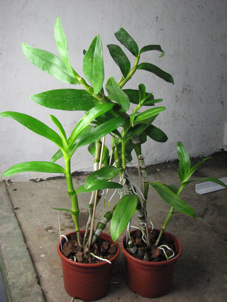 Dendrobium Red Emperor.jpg