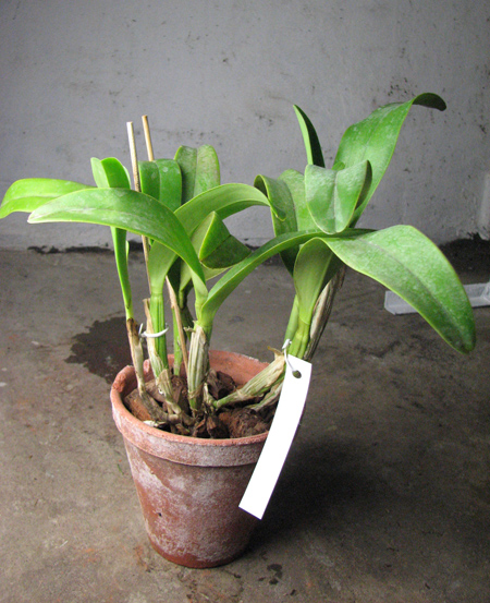 Coilostylis ciliaris.jpg