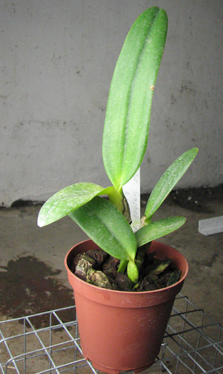 Laeliocattleya Gaskell - Pumila 'Azure Star'.jpg