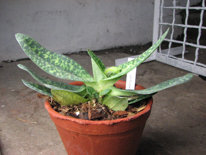 Paphiopedilum delenatii alba.jpg