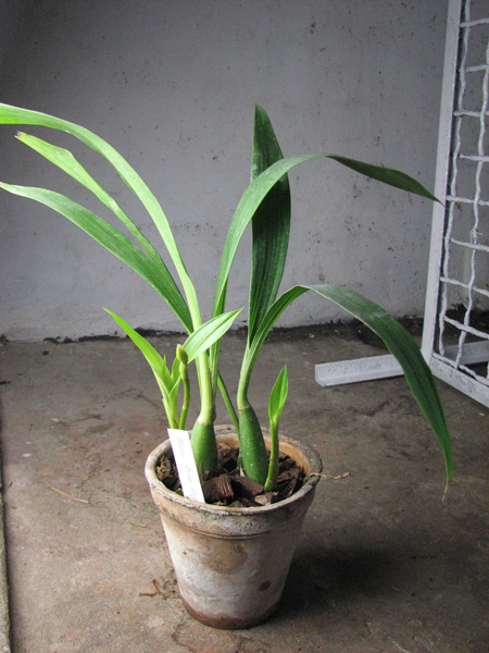 Zygopetalum 'Rhein Blue Angel'.jpg