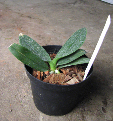 Doritaenopsis Sogo Chabstic.jpg