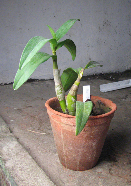 Dendrobium Doraemon.JPG
