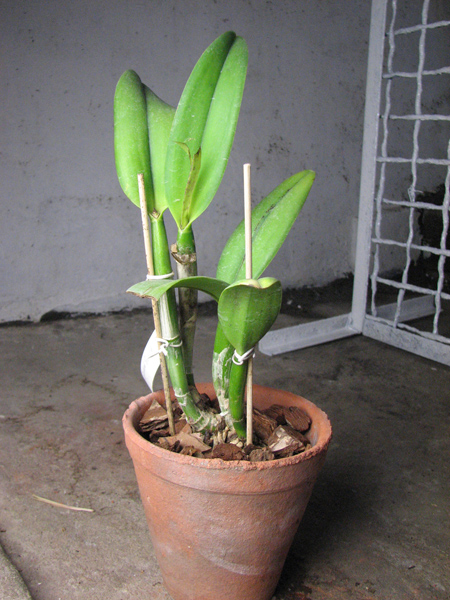 Brassolaeliocattleya Art Sound 'Ginga'.jpg