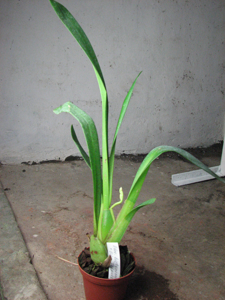 Odontoglossum bictoniense x Odontioda Teipel´s Panda.jpg
