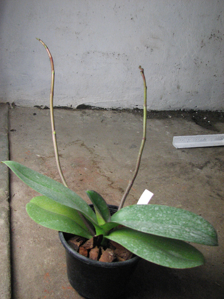 Doritaenopsis Lianher Beauty 'M-1'.jpg