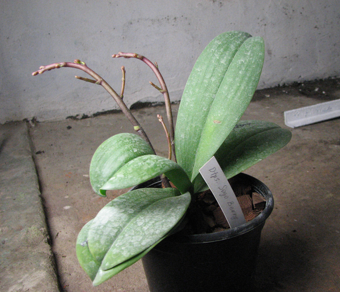 Doritaenopsis Sogo Berry.jpg