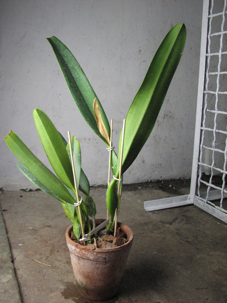 Laeliocattleya Canhamiana coerulea Azure Skies.jpg