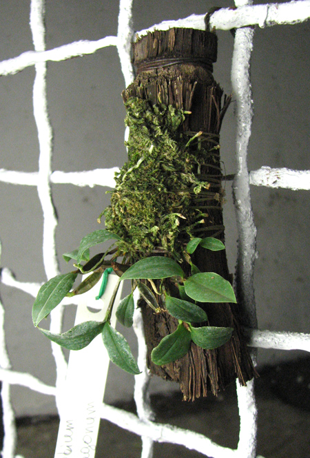 Dendrobium tetragonum var  tetragonum.jpg