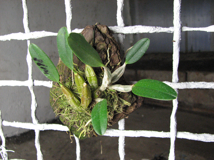 Dendrobium jenkinsii.jpg