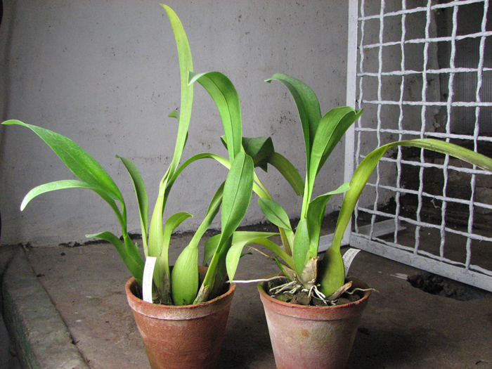 Beallara Marfitch Howard's Dream 'Red Fox'.jpg