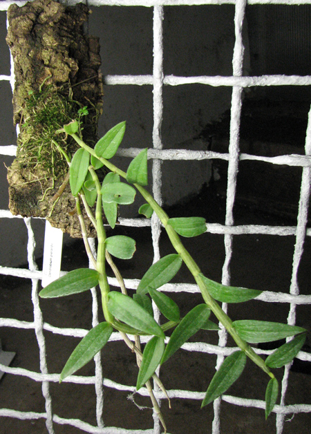 Dendrobium pierardii.jpg