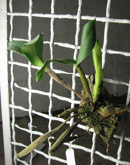 Dendrobium setigerum.jpg