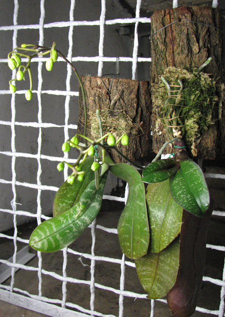 Phalaenopsis stuartiana.jpg