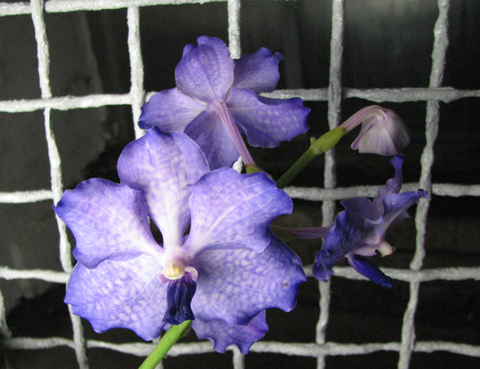 Vanda Sansai Blue.jpg