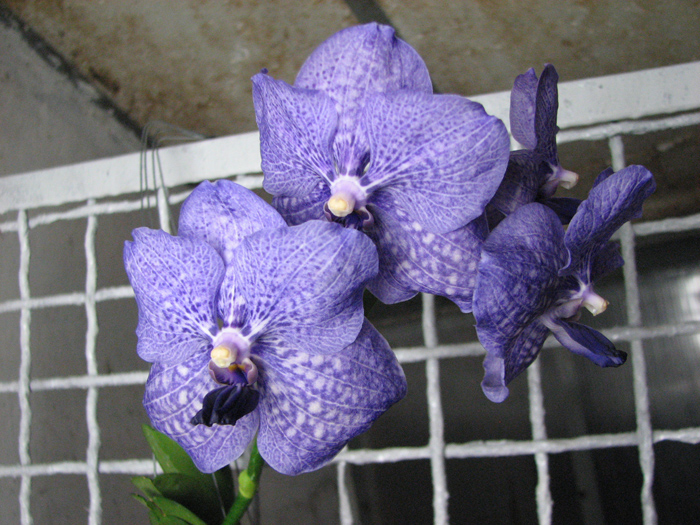 Vanda Pimporn x Vanda coerulea.jpg