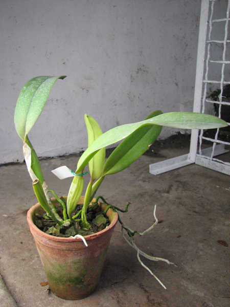 Laelia tenebrosa x Cattleya warneri.jpg