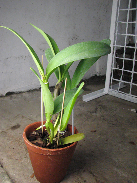 Laeliocattleya Sierra Skies 'Leone'.jpg