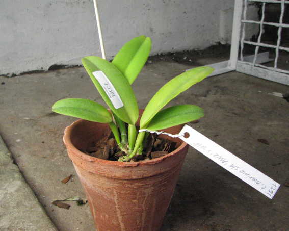 Cattleya maxima semi alba 'AWZ' x SELF.jpg