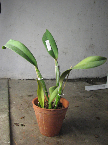 Cattleya jenmaniii caerulea 'Pedra Azul' x SELF.jpg