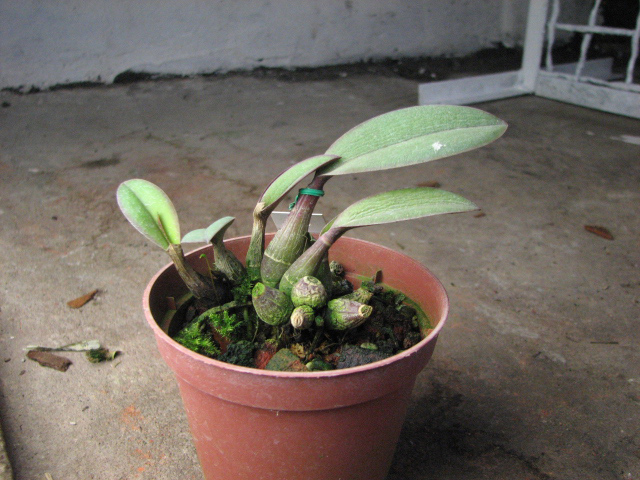Laelia millerii BV x Laelia millerii 'Cristiane'.jpg