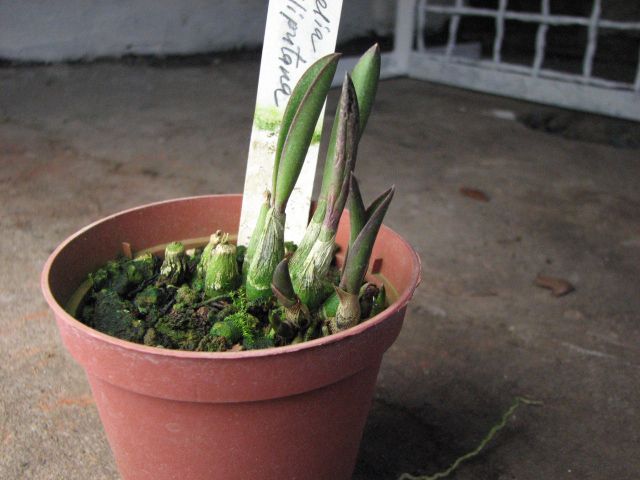 Laelia liliputana.jpg