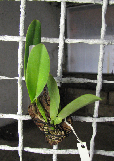 Cattleya dowiana rosea x self.jpg