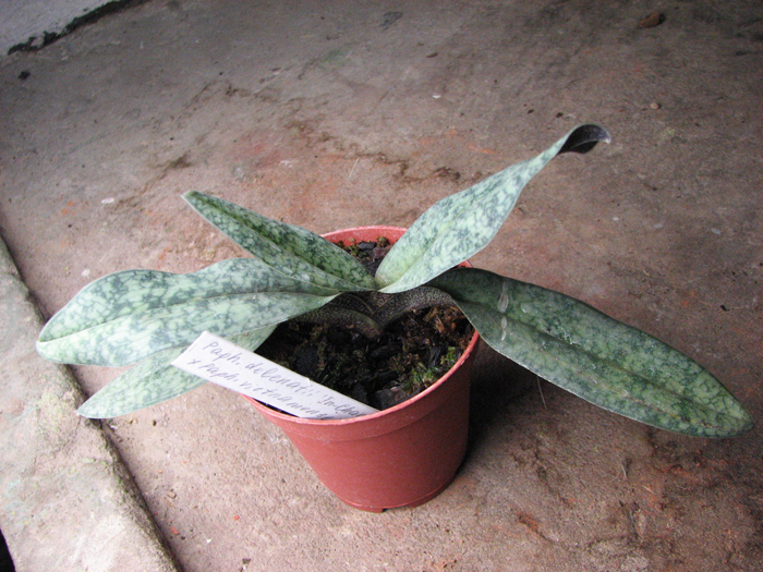 Paphiopedilum delenatii 'In-Charm' x Paphiopedilum vietnamense 'In-Charm'.jpg