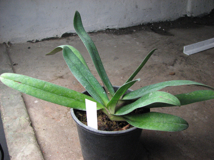 Paphiopedilum delenatii x Paphiopedilum Deena Nicol 'incharm'.jpg