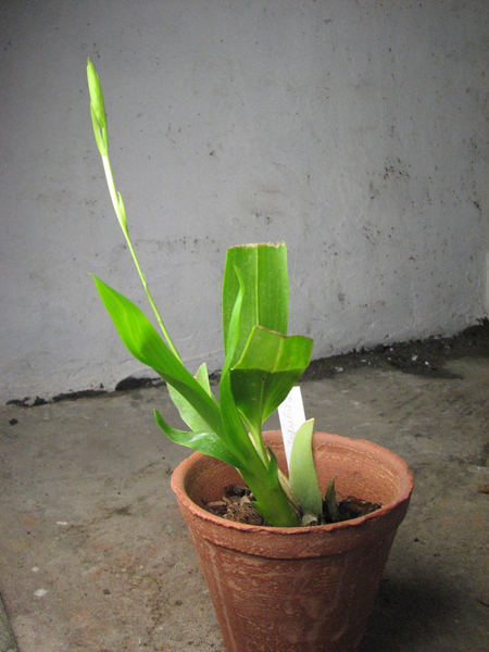 Rhynchostele bictoniense.jpg