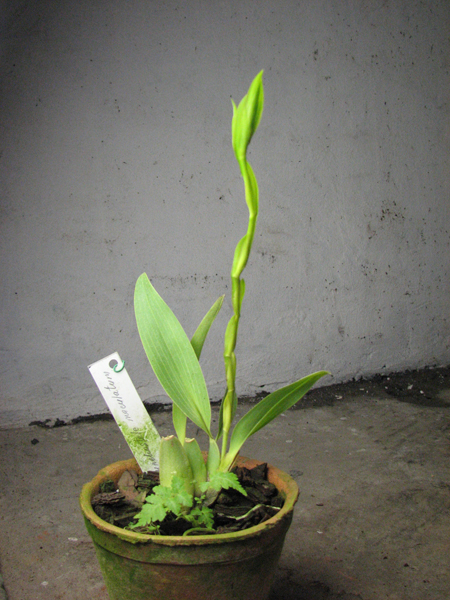 Rhynchostele maculatum.jpg