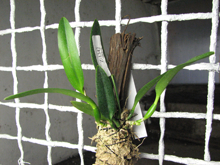 Laelia dayana caerulea 'Chojamaru' x SELF.jpg