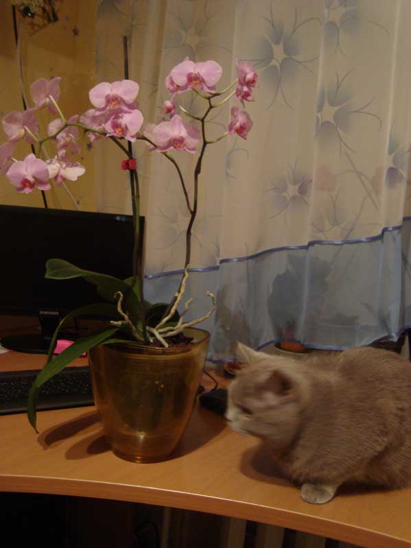 Это мой малютка...