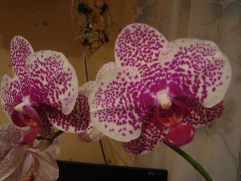 А это"Слоник"...