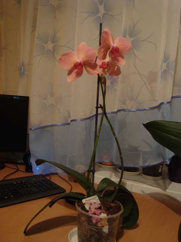 Моя КРАСАВИЦА...