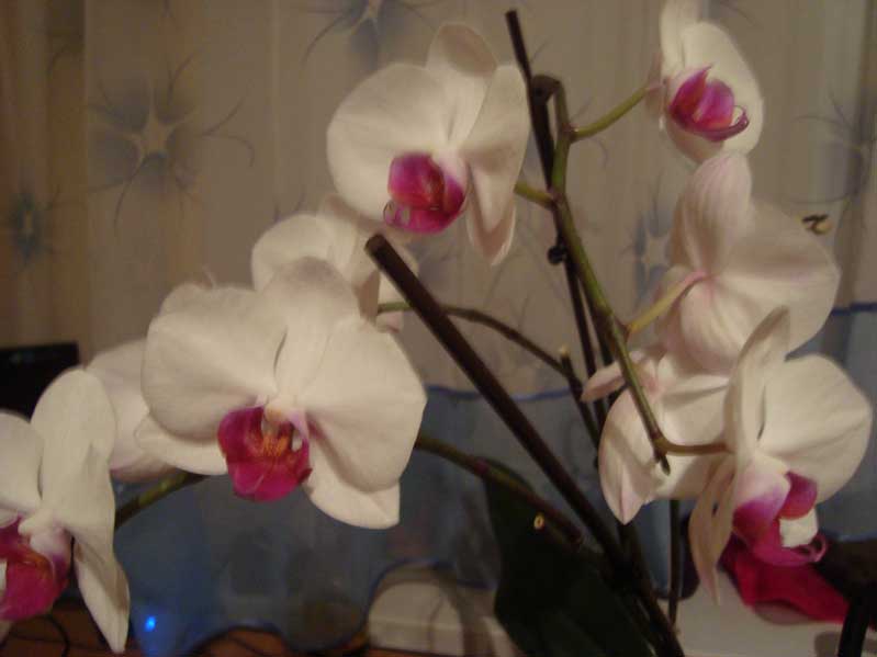 Готовится к третьему цветению за год...