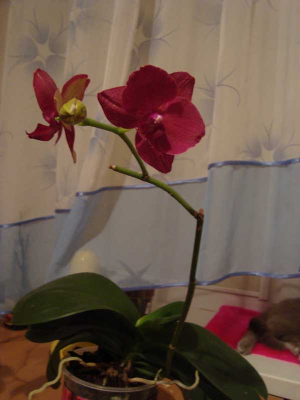 Лентяй...три года цветёт на старом цветоносе...