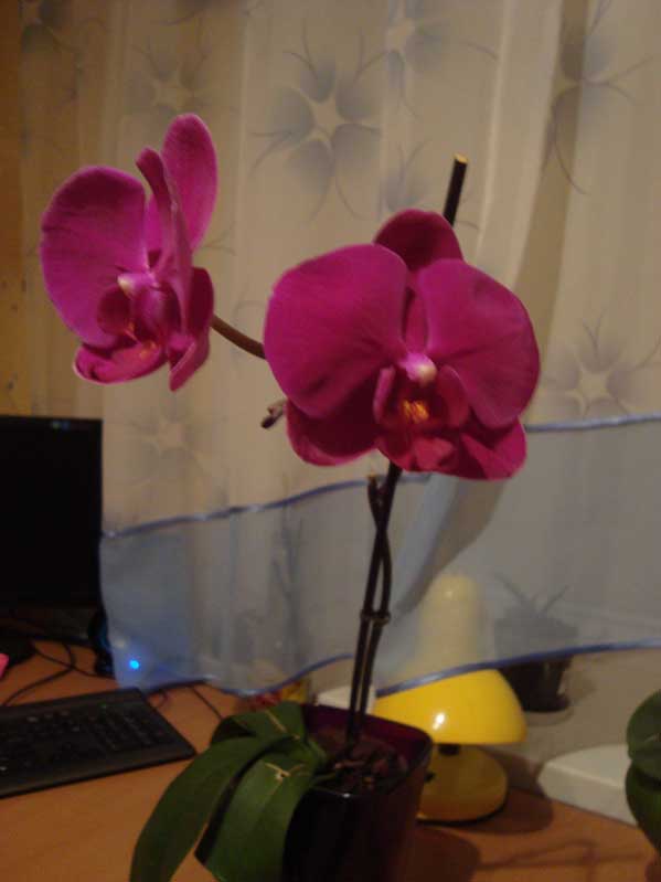 После 4-х месяцев реанимации - отблагодарил цветением...