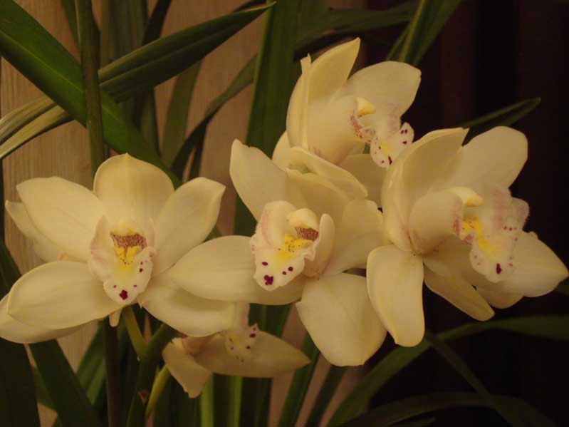 Мой Цымбик...