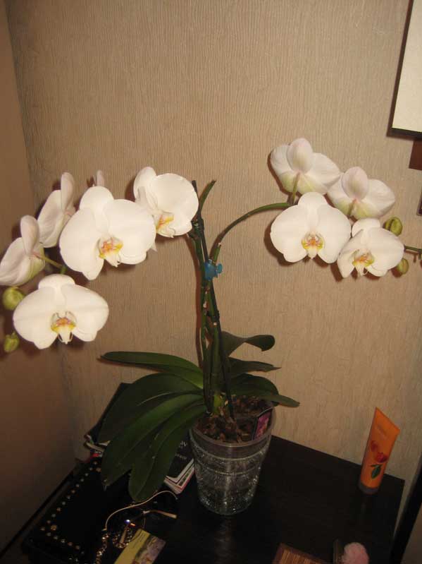 Труженница. Цветёт круглый год...