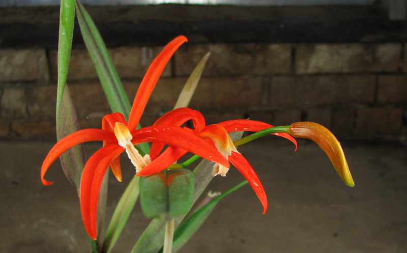 Laelia harpophylla.jpg