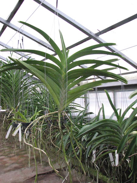 Ascocenda Medasand x Ascocenda Yip-Cua Chia Long.jpg