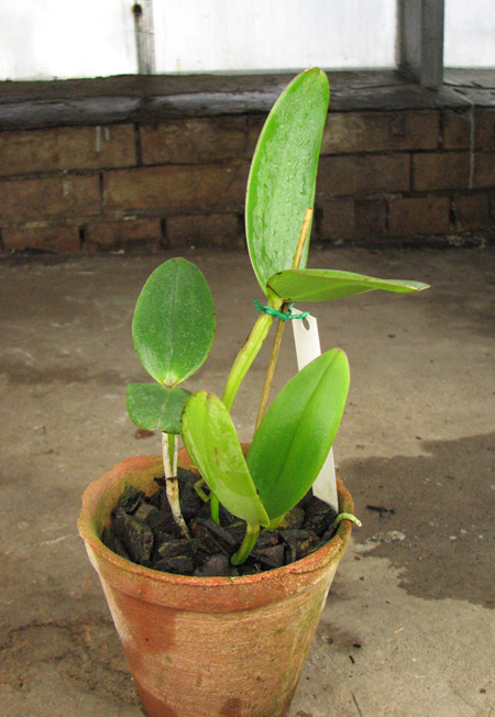 Cattleya amethystoglossa creme 'WFS' x SELF.jpg
