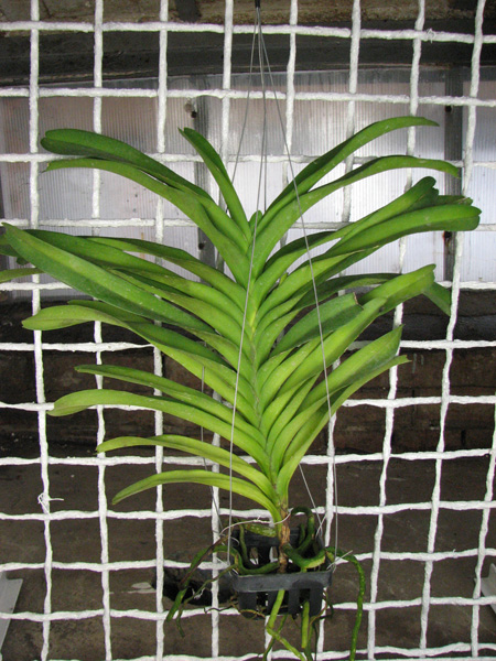 Vanda Sansai Blue.jpg