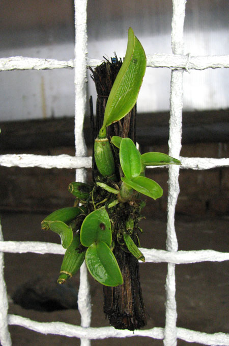 Cattleya bicolor.jpg