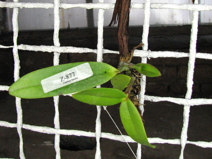 Cattleya bicolor chocolate XXX x SELF.jpg