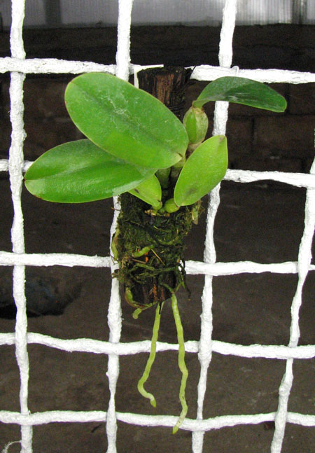 Cattleya dolosa var alba.jpg
