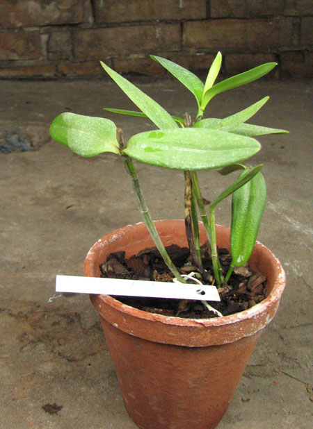 Cattleya forbesii var aurea.jpg