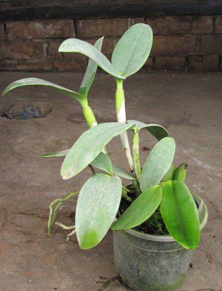 Cattleya harrisoniana 'Streeter's Choice'.jpg
