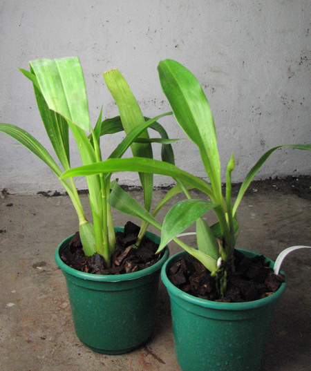 Zygopetalum Rhein Harlequin 'Cappuccino'.jpg
